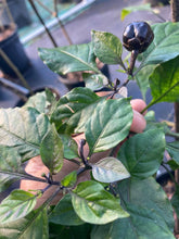 Load image into Gallery viewer, Bubblegum Purple Ghostscorpion Red (Pepper Seeds)