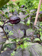 Load image into Gallery viewer, Bryan’s Vulcan Blood (Pepper Seeds)