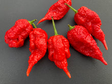 Load image into Gallery viewer, Tiberius Mauler Red (Pepper Seeds)