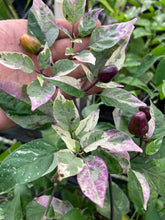 Load image into Gallery viewer, Trixster Polychrome Mix (Pepper Seeds)