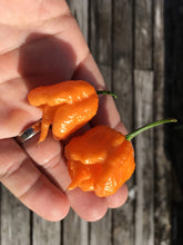 Load image into Gallery viewer, “Orange Creamo” (BOC X Primo Orange)(Pepper Seeds)