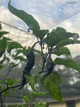 Load image into Gallery viewer, Primo Noir (Blushed) (Pepper Seeds)