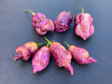 Load image into Gallery viewer, Taj Mahal Pink/Peach (Pepper Seeds)