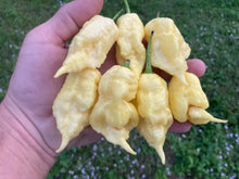 Load image into Gallery viewer, White Ghost Scorpion Mix (Bumpy, XL, & Meringue) (Pepper Seeds)