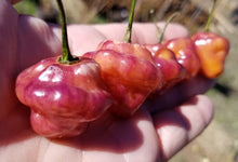 Load image into Gallery viewer, Roxa Lantern (Pepper Seeds)