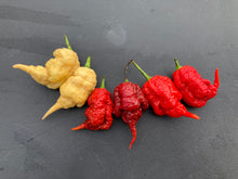 Load image into Gallery viewer, Tiberius Mauler Red (Pepper Seeds)