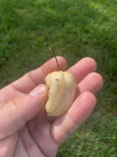Load image into Gallery viewer, Purple Uprising White (Pepper Seeds)