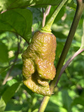 Load image into Gallery viewer, Primo Noir (Stinger Select) (Pepper Seeds)