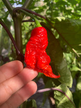Load image into Gallery viewer, Primo Noir (Stinger Select) (Pepper Seeds)