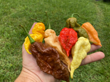 Load image into Gallery viewer, XL White Ghost Scorpion (Jays/T-E) (Pepper Seeds)