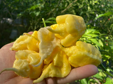 Load image into Gallery viewer, White Ghost Scorpion Mix (Bumpy, XL, & Meringue) (Pepper Seeds)