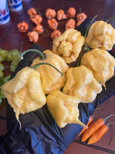 Load image into Gallery viewer, “Creamo” BOC X Primo (Cream) Pepper Seeds