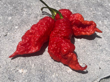 Load image into Gallery viewer, Primo Noir (Stinger Select) (Pepper Seeds)