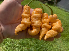 Load image into Gallery viewer, Tiberius Mauler Peach (Pepper Seeds)