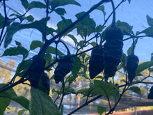 Load image into Gallery viewer, Primo Noir (Blushed) (Pepper Seeds)