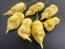 Load image into Gallery viewer, XL White Ghost Scorpion (Jays/T-E) (Pepper Seeds)