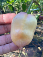 Load image into Gallery viewer, Purple Uprising White (Pepper Seeds)