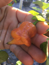 Load image into Gallery viewer, Taj Mahal Orange Tiger (Pepper Seeds)