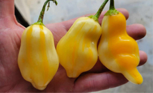 Load image into Gallery viewer, SR White Bell Stripey (Pepper Seeds)