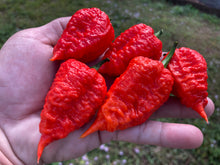 Load image into Gallery viewer, Red Inception (Pepper Seeds)