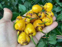 Load image into Gallery viewer, PurpleGum Yellow Bright (Pepper Seeds)