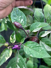 Load image into Gallery viewer, Trixster Polychrome Mix (Pepper Seeds)