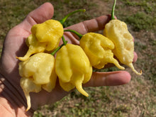 Load image into Gallery viewer, White Ghost Scorpion Mix (Bumpy, XL, & Meringue) (Pepper Seeds)