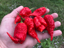 Load image into Gallery viewer, Tiberius Mauler Red (Pepper Seeds)