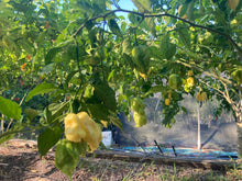 Load image into Gallery viewer, White Ghost Scorpion Mix (Bumpy, XL, & Meringue) (Pepper Seeds)