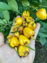 Load image into Gallery viewer, PurpleGum Yellow Bright (Pepper Seeds)