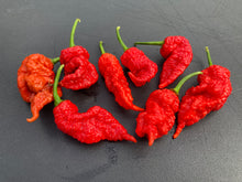 Load image into Gallery viewer, Tiberius Mauler Red (Pepper Seeds)