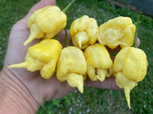 Load image into Gallery viewer, White Ghost Scorpion Mix (Bumpy, XL, & Meringue) (Pepper Seeds)