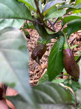 Load image into Gallery viewer, PJ Orange OG (Pimenta Jolokia)(Pepper Seeds)