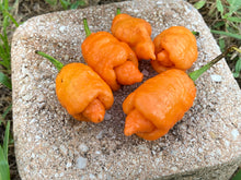 Load image into Gallery viewer, “Repo Mang” (BOC X Reaper OG3) (Pepper Seeds)