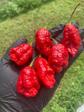 Load image into Gallery viewer, Primo Noir (Stinger Select) (Pepper Seeds)