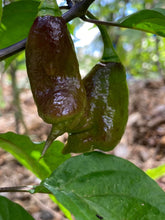 Load image into Gallery viewer, PJ Orange OG (Pimenta Jolokia)(Pepper Seeds)