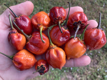 Load image into Gallery viewer, Purplegum Orange Bright (Pepper Seeds)