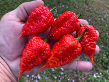 Load image into Gallery viewer, Red Inception (Pepper Seeds)