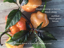 Load image into Gallery viewer, Roxa Lantern (T-E Mix)(Pepper Seeds)