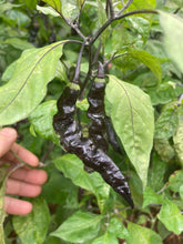 Load image into Gallery viewer, Tiger Murupi Purple Peach (Pepper Seeds)