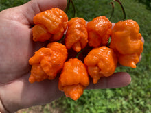 Load image into Gallery viewer, “Repo Mang” (BOC X Reaper OG3) (Pepper Seeds)