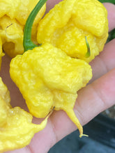 Load image into Gallery viewer, “Creamo” BOC X Primo (Cream) Pepper Seeds