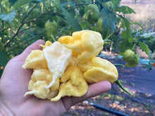 Load image into Gallery viewer, White Ghost Scorpion Mix (Bumpy, XL, & Meringue) (Pepper Seeds)