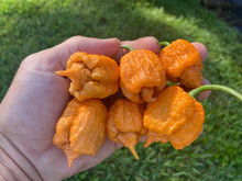 Load image into Gallery viewer, “Orange Creamo” (BOC X Primo Orange)(Pepper Seeds)