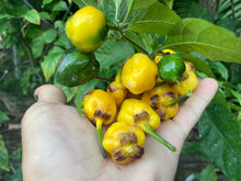 Load image into Gallery viewer, PurpleGum Yellow Bright (Pepper Seeds)