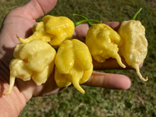 Load image into Gallery viewer, White Ghost Scorpion Mix (Bumpy, XL, & Meringue) (Pepper Seeds)