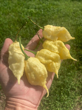 Load image into Gallery viewer, XL White Ghost Scorpion (Jays/T-E) (Pepper Seeds)