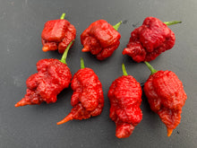 Load image into Gallery viewer, Tiberius Mauler Caramel (Pepper Seeds)