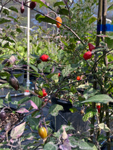 Load image into Gallery viewer, Trixster Polychrome Mix (Pepper Seeds)