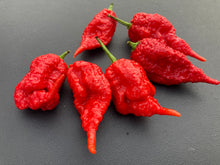Load image into Gallery viewer, Tiberius Mauler Red (Pepper Seeds)